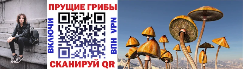 закладка Спасск-Дальний Псилоцибиновые грибы Cubensis